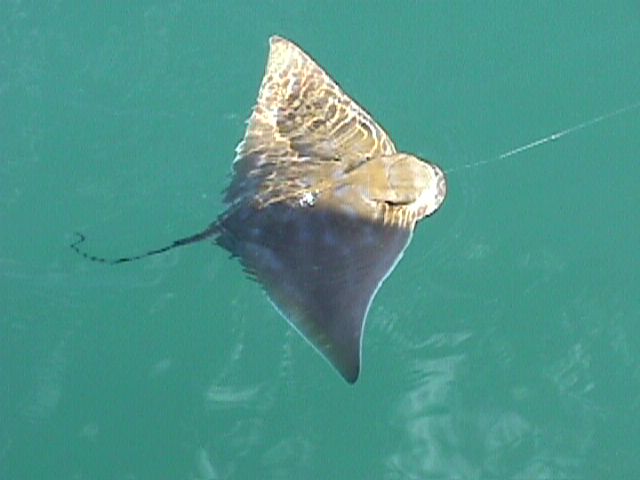 little ray on our hook